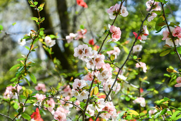 ボケの花