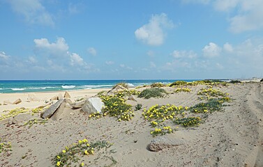 Flowers on the sand dunes by the sea