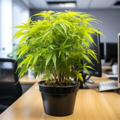 Indoor cannabis plant in the office.
Concept: legalization and biophilic design in the office, the impact of green plants in the workplace and improving indoor air quality.