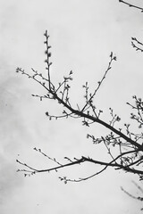 Silhouette of Spring Blossoms Against Cloudy Sky