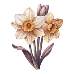 Watercolor bouquet of daffodil flowers