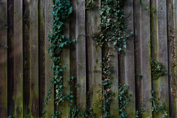 Old weathered wooden fence is overgrown with green plants from above.
