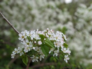 white flowers of tree