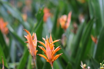 Orange flower in Singapore closeup on March 1, 2024