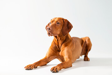 Dog studio shot. Ginger dog studio portrait. Beautiful brown hungarian vizsla lies down and looks...