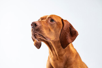 Dog studio shot. Beautiful ginger Hungarian vizsla side view portrait. Brown dog looking to the...