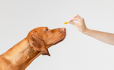 Dog studio shot. Ginger Hungarian vizsla smells a piece of cheese as female hand holds it. Brown...