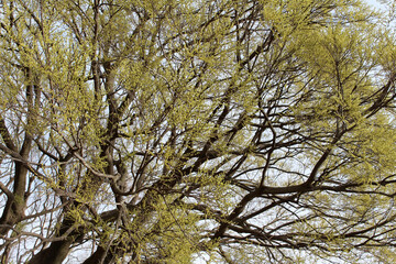 Big tree with fresh young foliage background. Tree with fresh green leaves in spring.