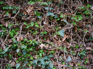 House wall with windows and a door that are overgrown with ivy.