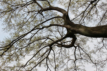 Multiple tree branches with fresh young foliage abstract background, tree branches with fresh green...