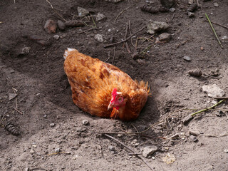 Chicken / hen use the sand bath to care for their plumage and skin and fight parasites. This is...