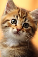 Naklejka na ściany i meble fluffy cute cat Generative AI