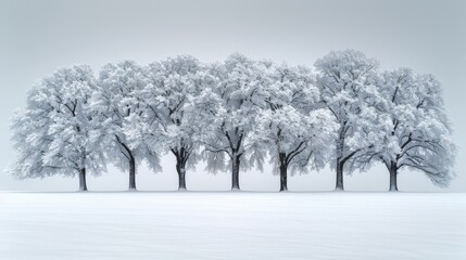 Fototapeta premium A serene winter scene features a cluster of snow-covered trees against a backdrop of powdery white snow, with a subtle touch of freshly fallen snowflakes adorning the landscape
