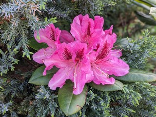pink flowers in the garden