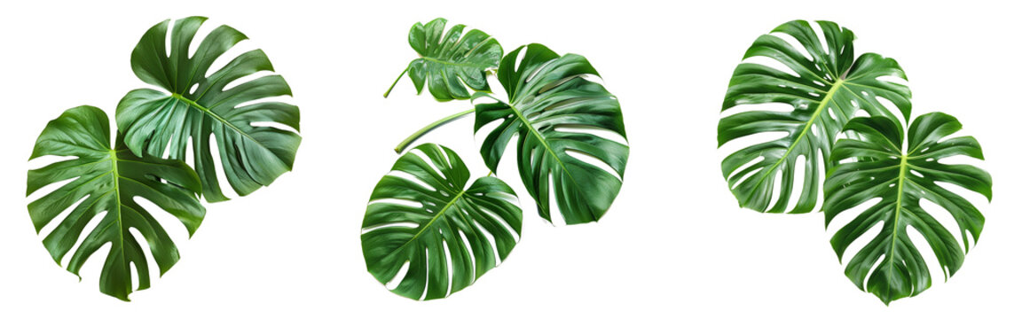 Tropical jungle Monstera leaves isolated