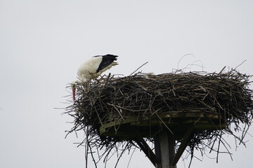 The male stork puts the nest back in order after the winter break. (Ciconia ciconia) Ciconiidae...