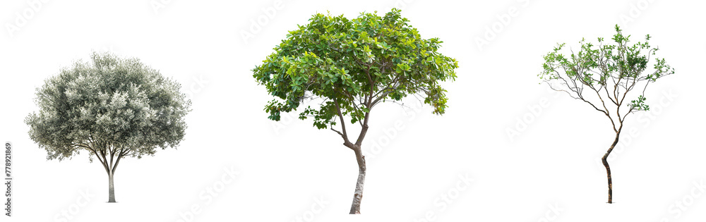 Poster isolated single tree greenery botanical
