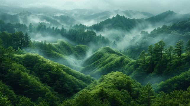   A dense forest, blanketed in a layer of mist, surrounded by numerous green trees