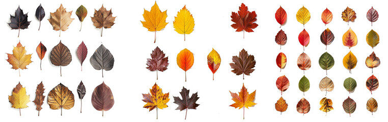 collection of autumn leaves isolated