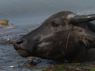 Refreshment of Water buffalo. Male water buffalo bathing in the pond