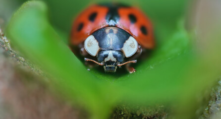 ladybug