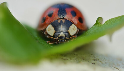 ladybug