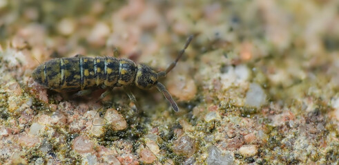 springtail close up