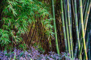 Park and Bamboos in Chengdu, China