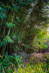 Park and Bamboos in Chengdu, China