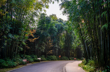 Park and Bamboos in Chengdu, China - 778923813