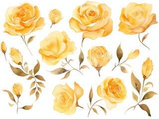 Gold roses watercolor clipart on white background, defined edges floral flower pattern background with copy space for design text or photo backdrop minimalistic