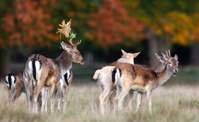Fallow deer standing in a meadow during the rut in autumn