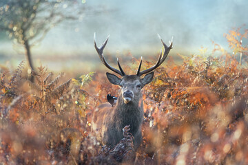 Red deer stag with Eurasian magpie perched on its back