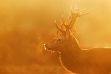 Portrait of a young red deer stag at sunrise