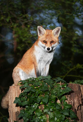 Fototapeta premium Red fox sitting on a tree in a forest