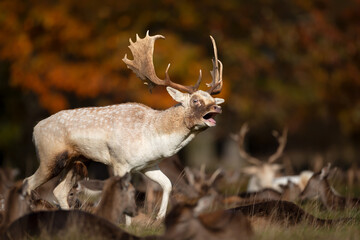 Fallow deer stag calling during rutting season in autumn