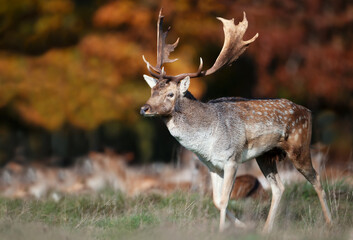 Fallow deer stag standing in a meadow during the rut in autumn
