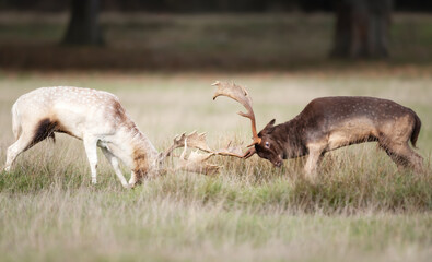 Two fallow deer stags fighting during the rut in autumn