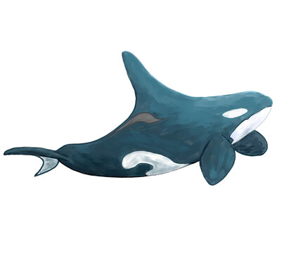 宇宙とオルカのアート作品 オルカ」の写真素材 | 540件の無料イラスト画像 | Adobe Stock