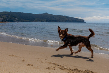 dog running on the beach
