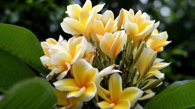 Yellow frangipani flowers or plumeria
