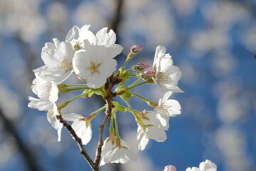 white cherry blossom