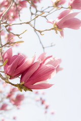Blooming pink magnolia flowers on white background, photographed in Shanghai, China
