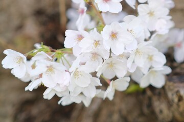 white cherry blossom