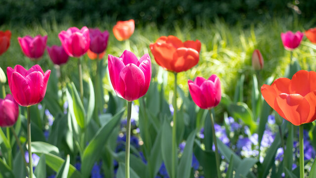 Close-up of red tulips blooming outdoors in spring, photographed in Shanghai, China