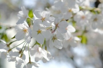 white cherry blossom