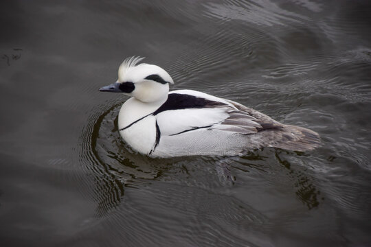 A male smew (Latin: Mergellus albellus), a species of duck, swims in a park lake.