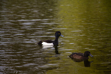 The tufted duck or tufted pochard. Aythya fuligula. High quality photo