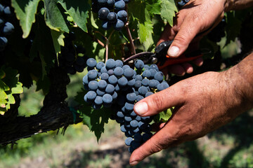 Ancona Conero Park harvest of Montepulciano grapes to produce Rosso Conero wine