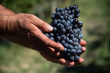 Ancona Conero Park harvest of Montepulciano grapes to produce Rosso Conero wine